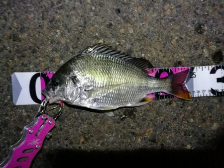 強風の南港フェリーヘチ釣り （悪条件下～小…