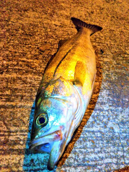 シーバス狙い♪