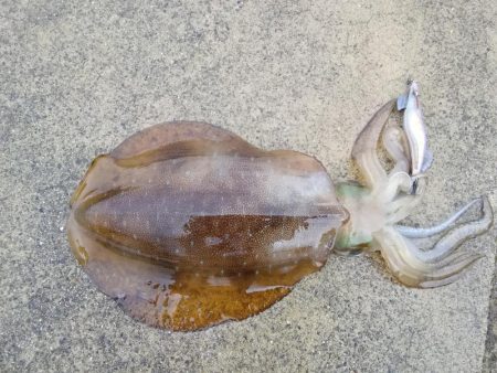 ヤエン・エギング釣行