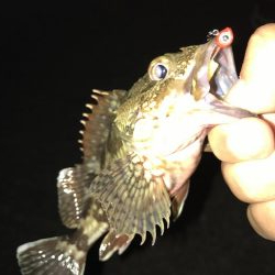 癒やしのガッシー入れ食い(^^)