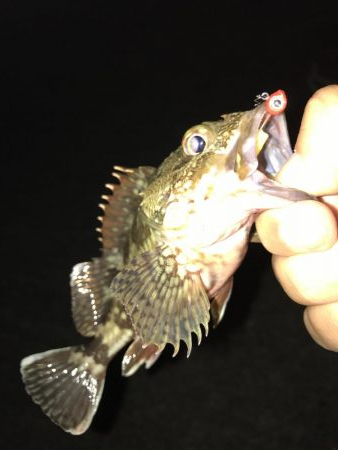 癒やしのガッシー入れ食い(^^)