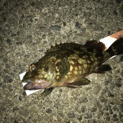 青流しでもガッシー