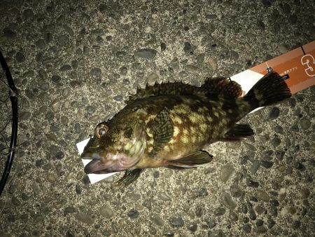 青流しでもガッシー