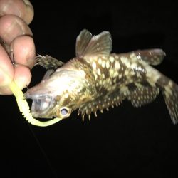 寄り道ガッシー