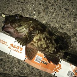 アジングしても結局ガッシー