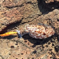 親アオリ狙いが・・・