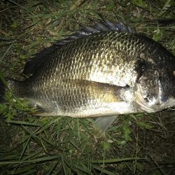 久しぶりのポイントで