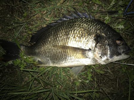 久しぶりのポイントで