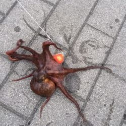 タコ釣れ始めました
