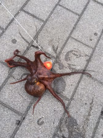 タコ釣れ始めました