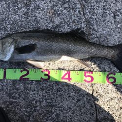 貝塚人工島でブリ狙いでしたが。。