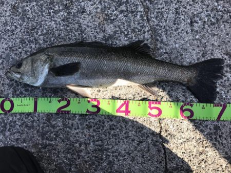 貝塚人工島でブリ狙いでしたが。。