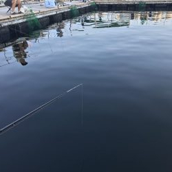 田尻の釣堀にて