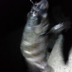 めばる＆しーばす