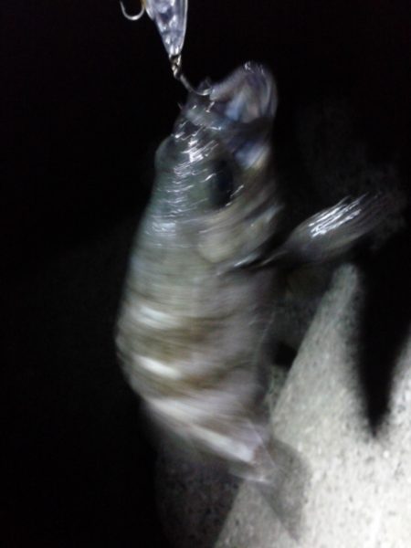 めばる＆しーばす