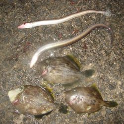 納竿直前にカワハギゲット!