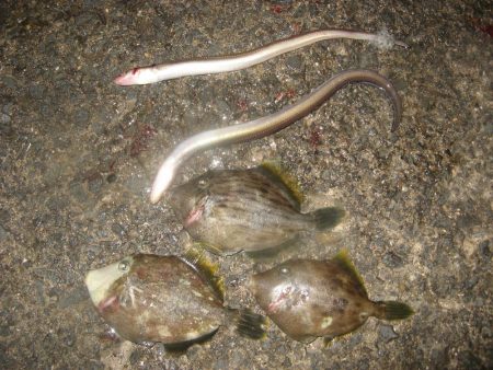 納竿直前にカワハギゲット!