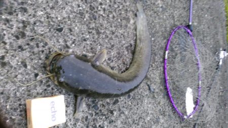 ウナギ狙いです