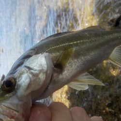デカイのがいる気がしません(笑)