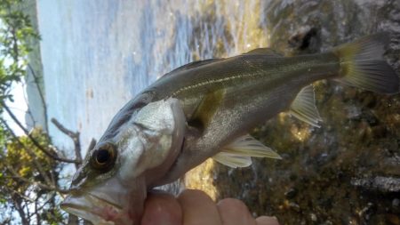 デカイのがいる気がしません(笑)