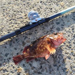 知多半島で根魚釣り