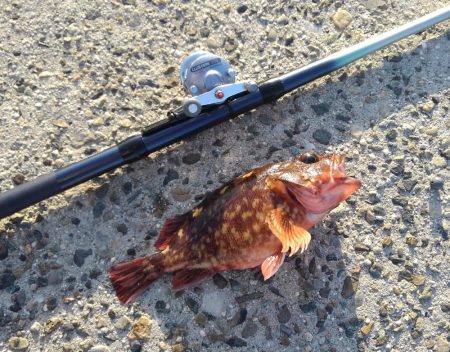 知多半島で根魚釣り