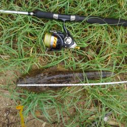 シブイ日でした