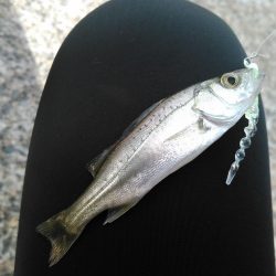 アジングの筈が