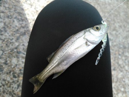 アジングの筈が