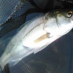 佐鳴湖 シーバス デイゲーム