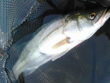 佐鳴湖 シーバス デイゲーム