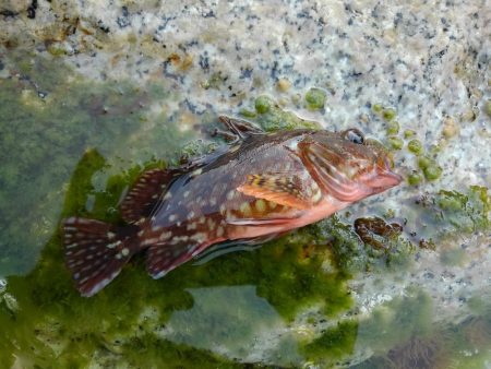 いろいろ釣れました