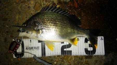 久しぶりにチニング!