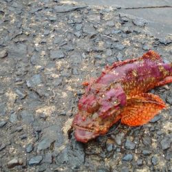 初めての和歌山北港魚釣り公園