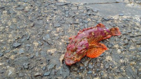 初めての和歌山北港魚釣り公園
