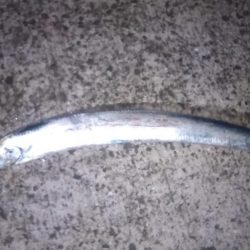 なんとか雨があがりそうなので和歌山紀ノ川まで行って来ました。