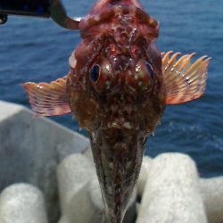 青物あきらめモード