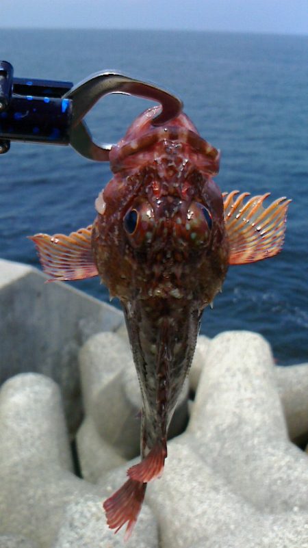 青物あきらめモード