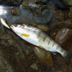 渓流ミノーイング