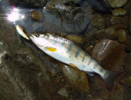 渓流ミノーイング