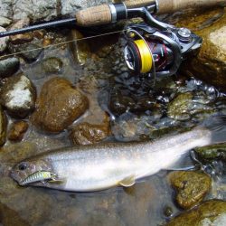 渓流ミノーイング イワナ!