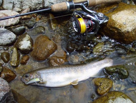 渓流ミノーイング イワナ!
