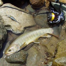 渓流ミノーイング