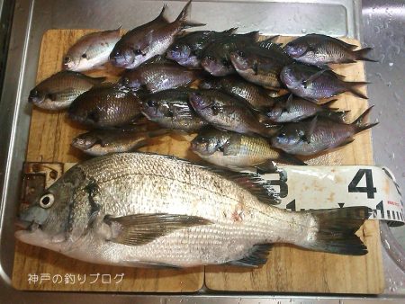 紀州釣りで1枚ゲット!