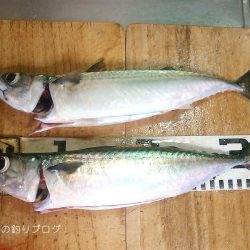 ウキ釣りで小さめ大サバ！