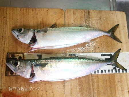 ウキ釣りで小さめ大サバ！