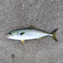 シーバスではなくハマチでした