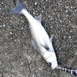 いつものシーバス