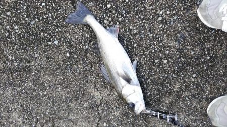 いつものシーバス