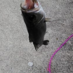 今日のシーバス